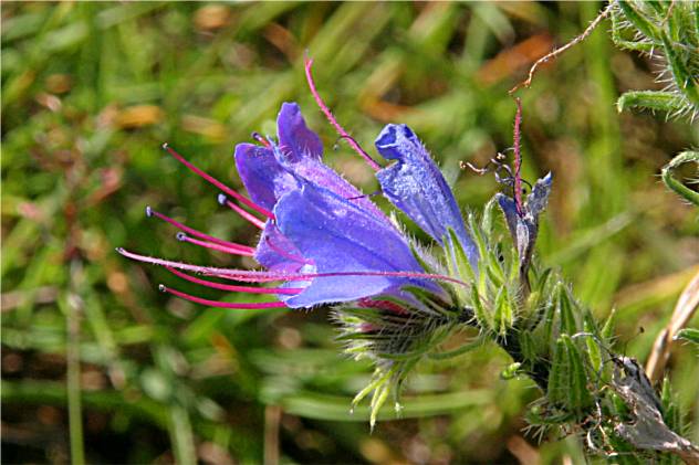 Echium Vulgare - Boraginaceae Echium Vulgare - Boraginaceae