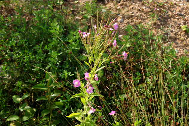Epilobium Hirsutum - Onagraceae Epilobium Hirsutum - Onagraceae