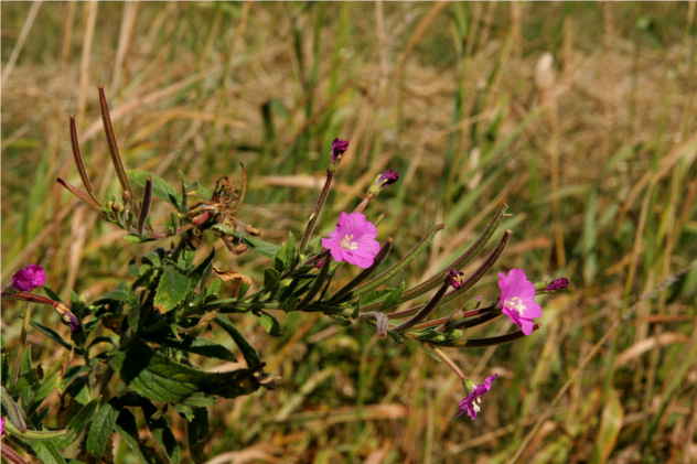 Epilobium Hirsutum - Onagraceae Epilobium Hirsutum - Onagraceae