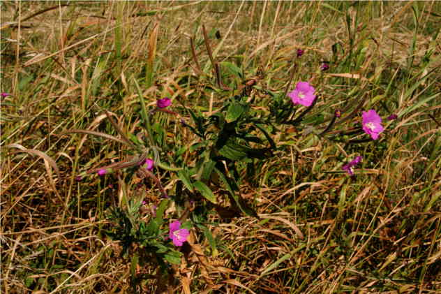 Epilobium Hirsutum - Onagraceae Epilobium Hirsutum - Onagraceae