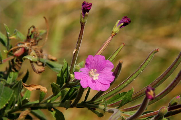 Epilobium Hirsutum - Onagraceae Epilobium Hirsutum - Onagraceae