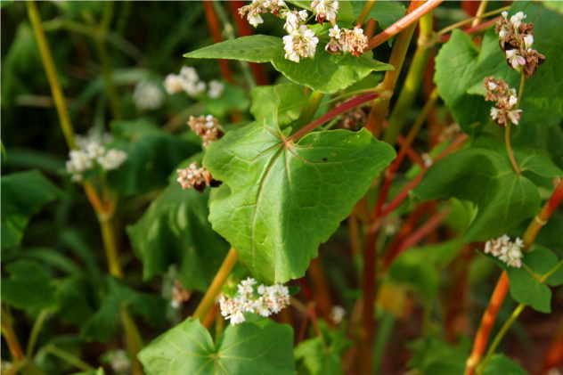 Fagopyrum Esculentum - Polygonaceae Fagopyrum Esculentum - Polygonaceae