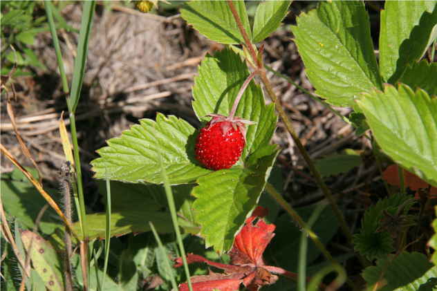 Fragaria Vesca - Rosaceae Fragaria Vesca - Rosaceae