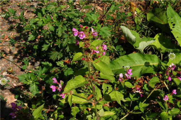 Galeopsis Tetrahit - Lamiaceae Galeopsis Tetrahit - Lamiaceae