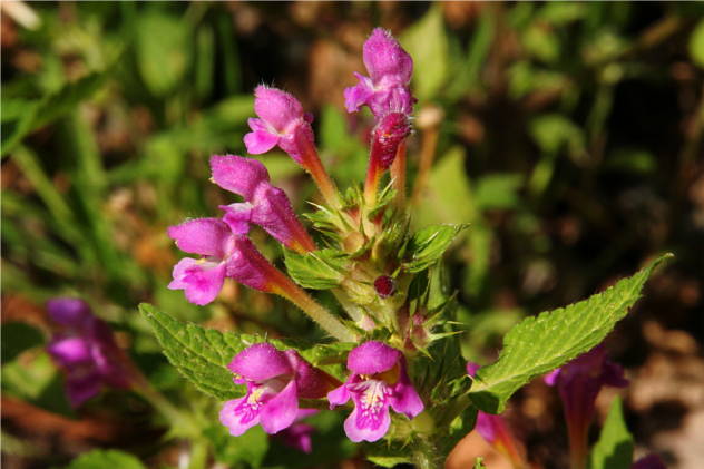 Galeopsis Tetrahit - Lamiaceae Galeopsis Tetrahit - Lamiaceae
