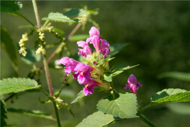 Galeopsis Tetrahit - Lamiaceae Galeopsis Tetrahit - Lamiaceae