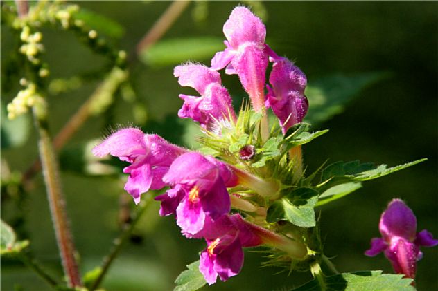 Galeopsis Tetrahit - Lamiaceae Galeopsis Tetrahit - Lamiaceae