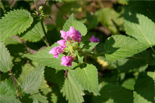 Galeopsis Tetrahit - Lamiaceae Galeopsis Tetrahit - Lamiaceae