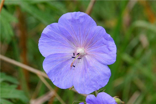 Geranium Pratense - Geraniaceae