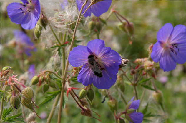 Geranium Pratense - Geraniaceae