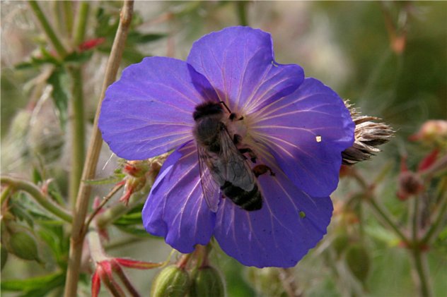 Geranium Pratense - Geraniaceae
