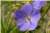 Geranium Pratense [Geraniaceae] - Géranium des prés - Bodziszek łąkowy [Bodziszkowate] - Cranesbill, Johnson's Blue