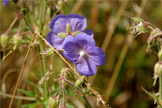 Geranium Pratense - Geraniaceae