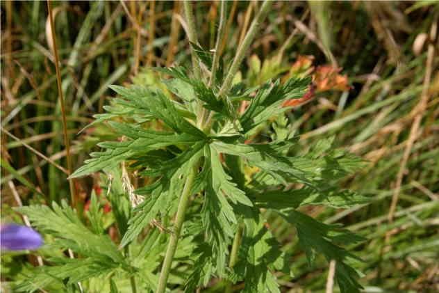 Geranium Pratense - Geraniaceae