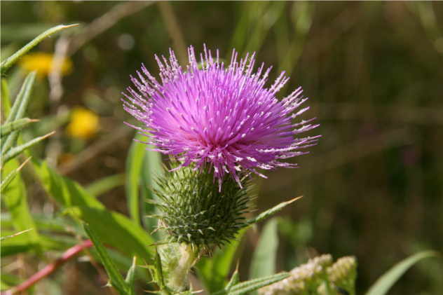Cirsium Vulgare - Asteraceae Cirsium Vulgare - Asteraceae