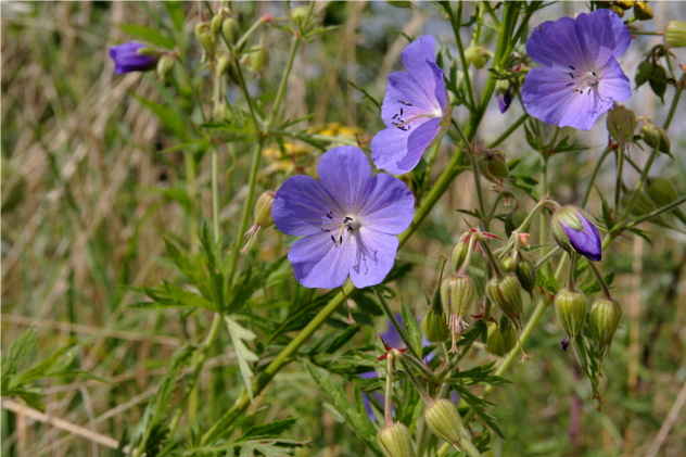 Geranium Pratense - Geraniaceae