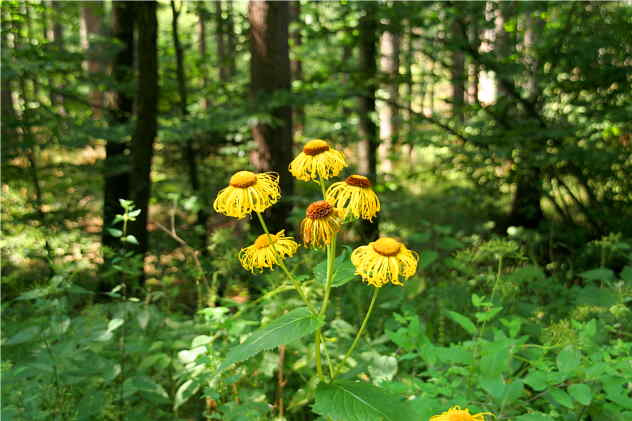 Inula Helenium - Asteraceae Inula Helenium - Asteraceae