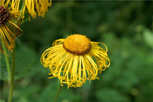 Inula Helenium - Asteraceae Inula Helenium - Asteraceae