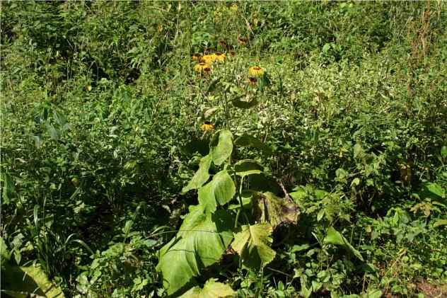 Inula Helenium - Asteraceae Inula Helenium - Asteraceae
