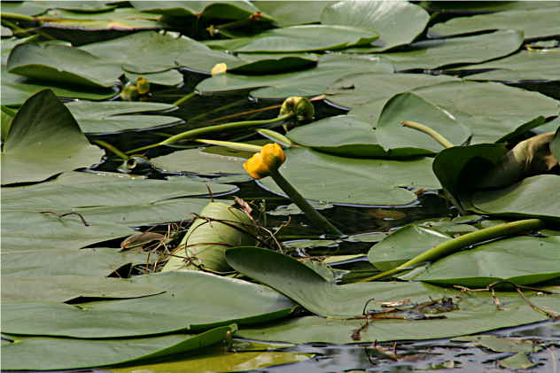 Nuphar Lutea - Nymphaeaceae Nuphar Lutea - Nymphaeaceae