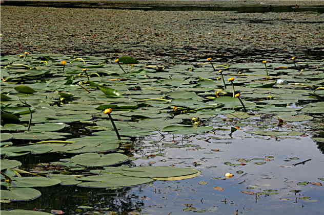 Nuphar Lutea - Nymphaeaceae Nuphar Lutea - Nymphaeaceae