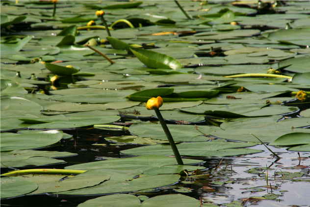 Nuphar Lutea - Nymphaeaceae Nuphar Lutea - Nymphaeaceae