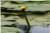 Nuphar Lutea [Nymphaeaceae] - Nénuphar jaune - Grążel żółty - Yellow water-lily