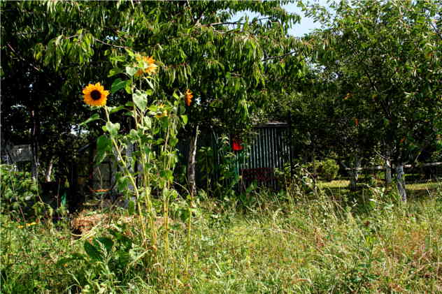 Helianthus Annuus - Asteraceae Helianthus Annuus - Asteraceae