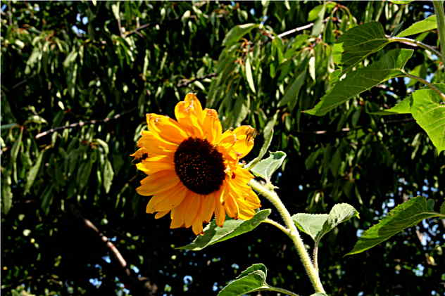 Helianthus Annuus - Asteraceae Helianthus Annuus - Asteraceae