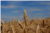 Hordeum Vulgare [Poaceae] - Orge commune - Jęczmień - Barley