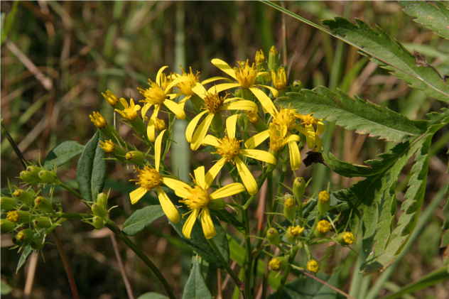 Hypericum Perforatum - Clusiaceae Hypericum Perforatum - Clusiaceae