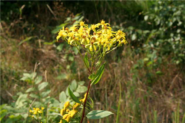 Hypericum Perforatum - Clusiaceae Hypericum Perforatum - Clusiaceae