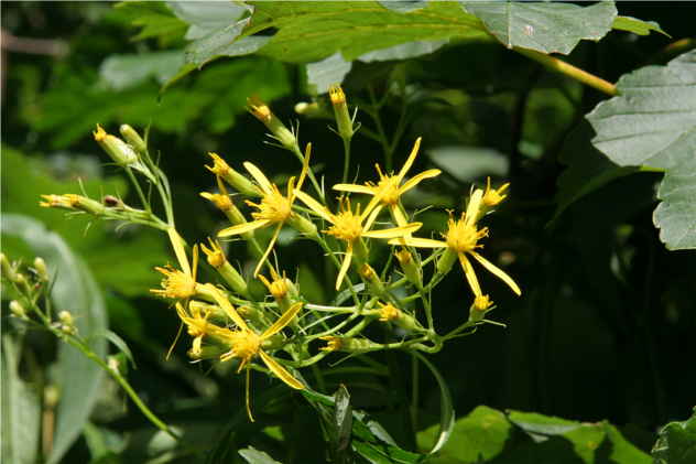 Hypericum Perforatum - Clusiaceae Hypericum Perforatum - Clusiaceae