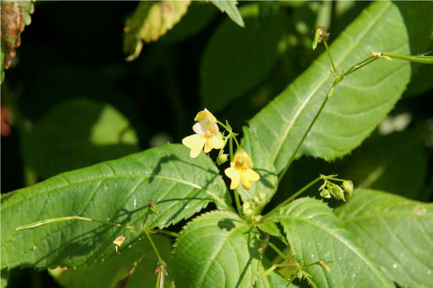 Impatiens Parviflora - Balsaminaceae Impatiens Parviflora - Balsaminaceae