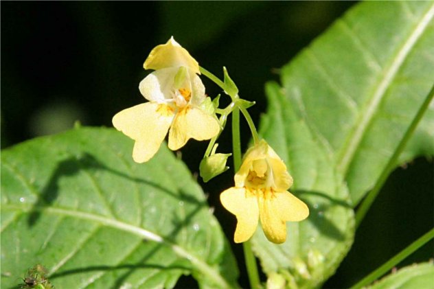 Impatiens Parviflora - Balsaminaceae Impatiens Parviflora - Balsaminaceae