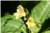 Impatiens Parviflora [Balsaminaceae] - Balsamine à petites fleurs - Niecierpek drobnokwiatowy [Niecierpkowate] - Touch-me-not