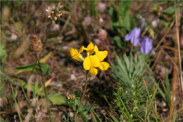 Lathyrus Pratensis - Fabaceae Lathyrus Pratensis - Fabaceae