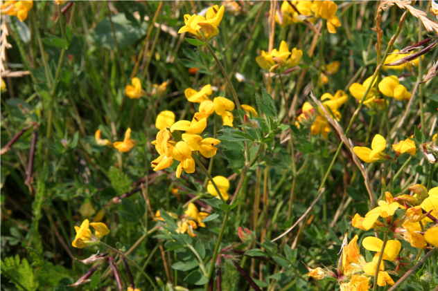 Lathyrus Pratensis - Fabaceae Lathyrus Pratensis - Fabaceae