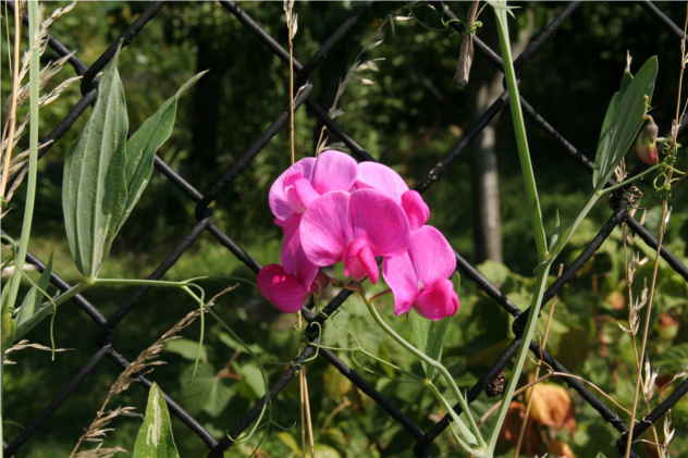 Lathyrus Sylvestris - Fabaceae Lathyrus Sylvestris - Fabaceae