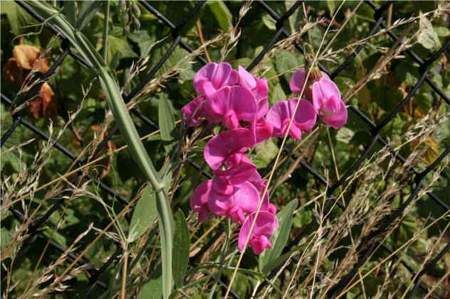 Lathyrus Sylvestris - Fabaceae Lathyrus Sylvestris - Fabaceae