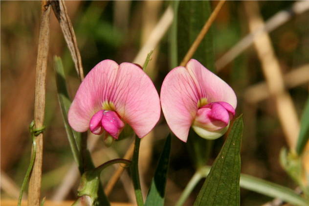 Lathyrus Sylvestris - Fabaceae Lathyrus Sylvestris - Fabaceae