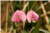 Lathyrus Sylvestris [Fabaceae] - Gesse des bois - Groszek leśny - Narrow-leaved Everlasting-pea