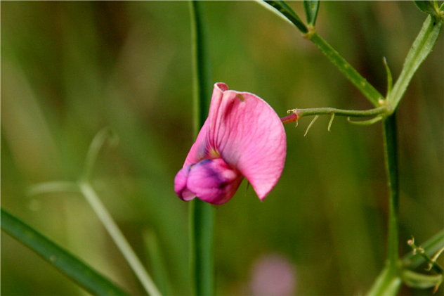 Lathyrus Sylvestris - Fabaceae Lathyrus Sylvestris - Fabaceae