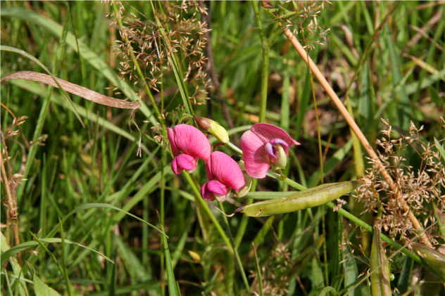 Lathyrus Vernus - Fabaceae Lathyrus Vernus - Fabaceae