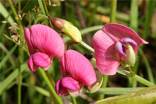 Lathyrus Vernus - Fabaceae Lathyrus Vernus - Fabaceae