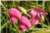Lathyrus Vernus [Fabaceae] - Gesse printanière - Groszek wiosenny [Bobowate] - Meadow vetchling, Meadow Pea,  Meadow pea-vine