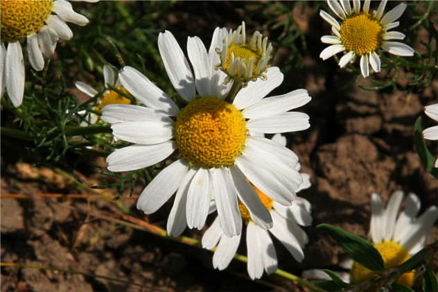 Matricaria Recutita - Asteraceae Matricaria Recutita - Asteraceae