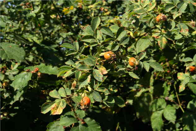 Rose Canina - Rosaceae Rose Canina - Rosaceae