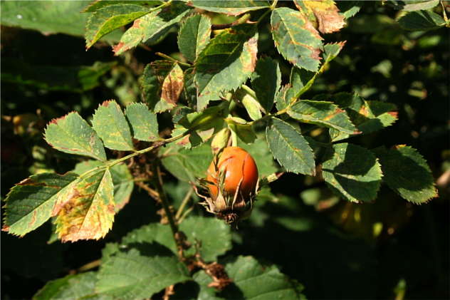 Rose Canina - Rosaceae Rose Canina - Rosaceae