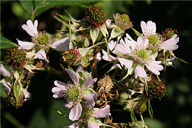 Rubus Fruticosus - Rosaceae Rubus Fruticosus - Rosaceae